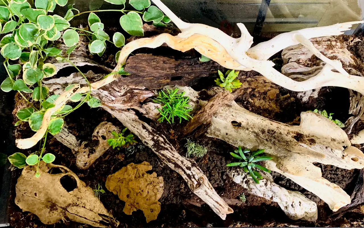 First terrarium