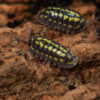 Armadillidium gestroi