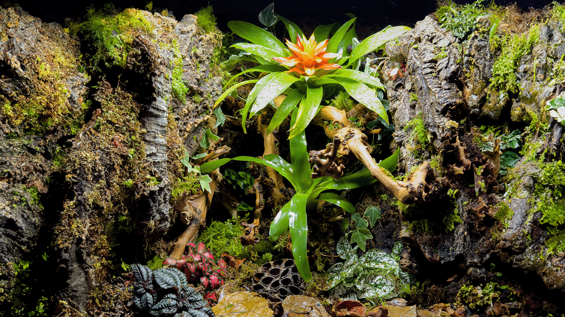 Terrarium background