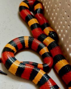 Milk snake