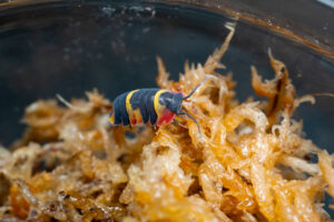 Isopod Tricolor