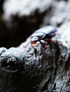 Mealworm beetle