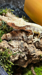 Milkito - Crested Gecko