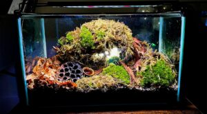 Terrarium for isopods